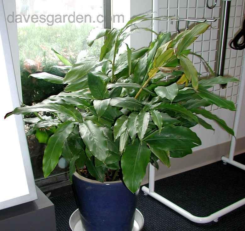 Elettaria cardamomum